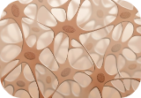 Fibrous Tissue Cells
