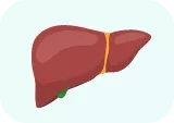 Lining of Liver