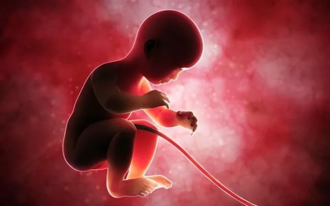 Foetus with umbilical cord attached